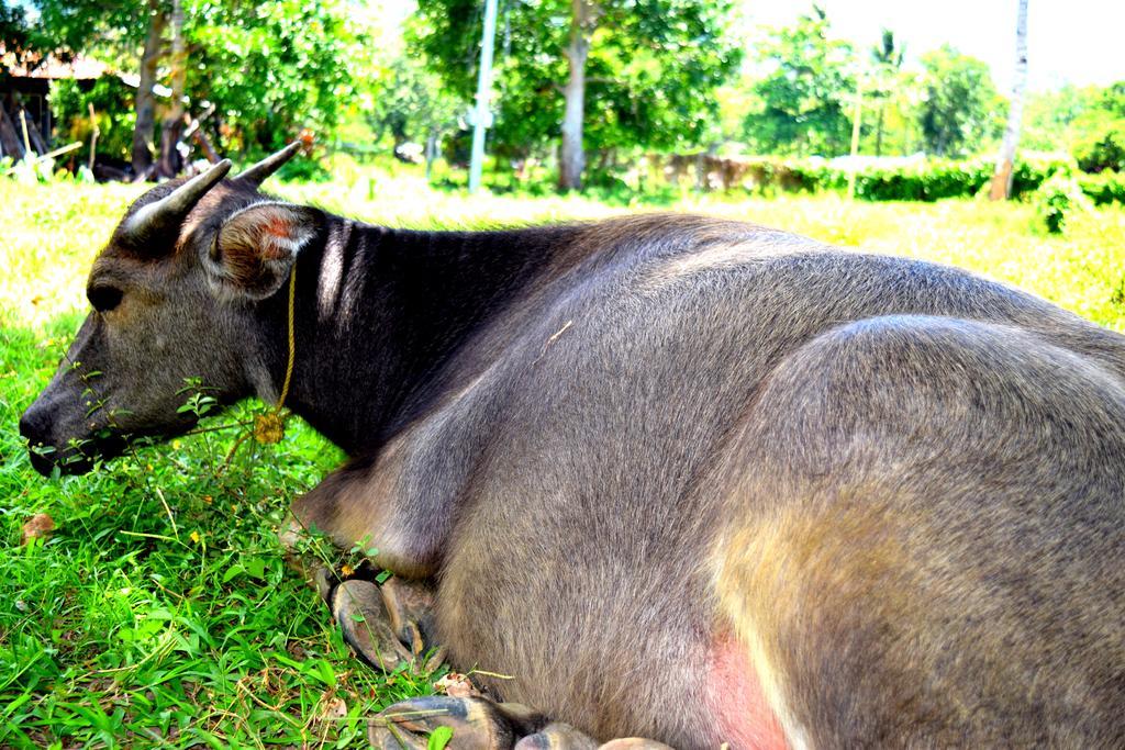 Guerrera Rice Paddy Villas Mambajao Exteriör bild